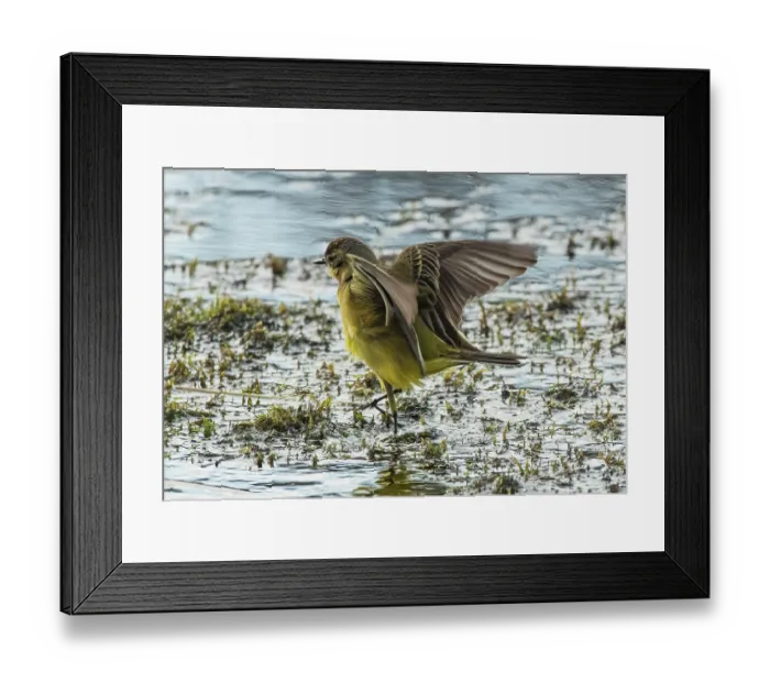 Framed Print : Dark headed wagtail (Motacilla flava thunbergi) female, landing on vegetation in stream, Karigasniemi, Finnish Lapland, Finland. May Framed Print : Dark headed wagtail (Motacilla flava thunbergi) female, landing on vegetation in stream, Karigasniemi, Finnish Lapland, Finland. May