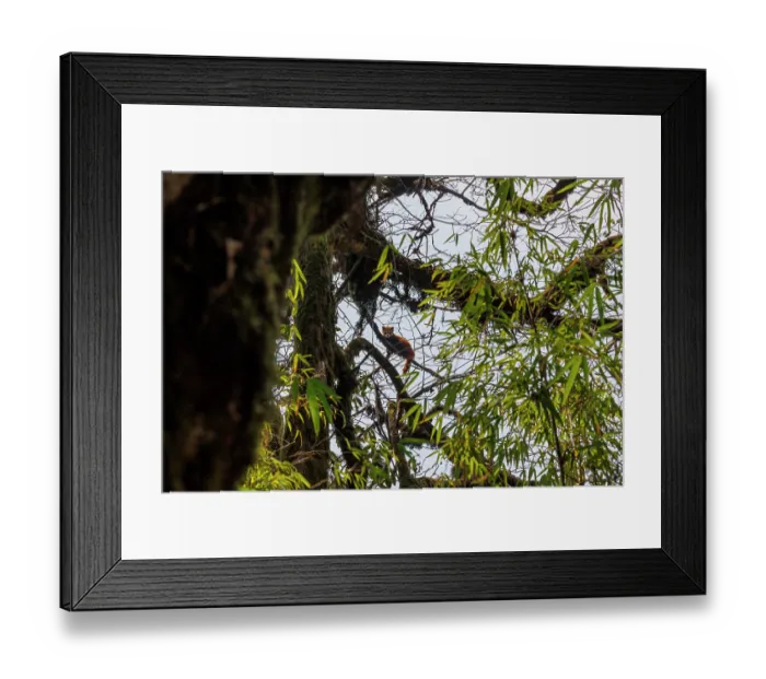 Framed Print : Red panda (Ailurus fulgens) resting in tree, Singalila National Park, Nepal. Endangered Framed Print : Red panda (Ailurus fulgens) resting in tree, Singalila National Park, Nepal. Endangered