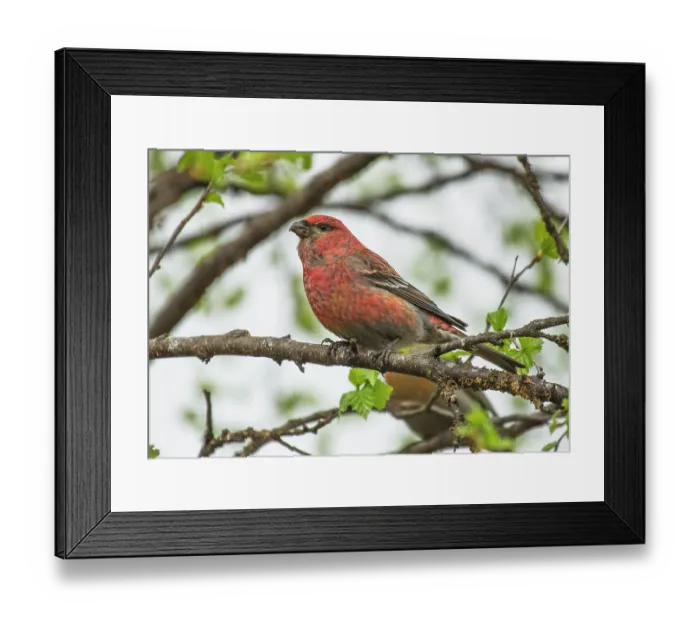 Framed Print : Pine grosbeak (Pinicola enucleator) male, perched in tree, Antila, Finnish Lapland, Finland. May Framed Print : Pine grosbeak (Pinicola enucleator) male, perched in tree, Antila, Finnish Lapland, Finland. May