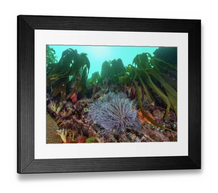 Framed Print : Snakelocks anemones (Anemonia viridis) attached to colourful mixed algal reef, Falmouth, Cornwall, UK, Atlantic Ocean Framed Print : Snakelocks anemones (Anemonia viridis) attached to colourful mixed algal reef, Falmouth, Cornwall, UK, Atlantic Ocean