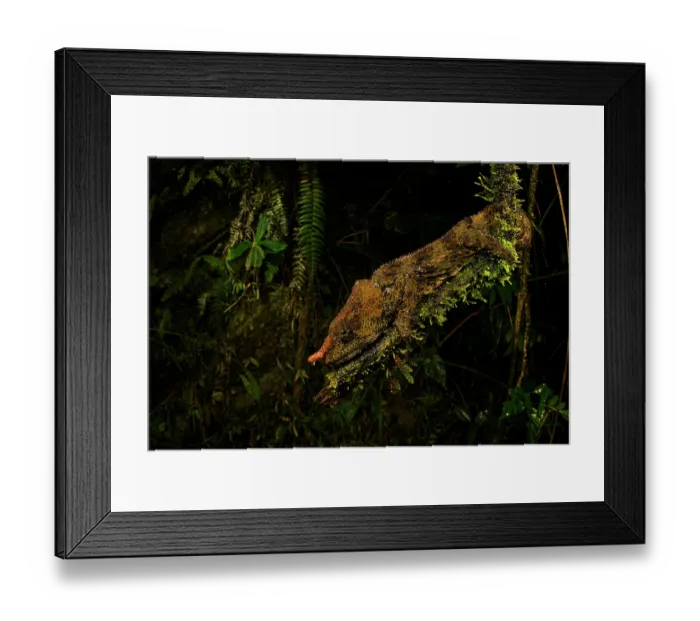 Framed Print : Cryptic chameleon (Calumma crypticum) male resting on a branch at dusk, Ranomafana National Park, Madagascar. MontPhoto Competition 2024 - Honoured in the Other Animals category Framed Print : Cryptic chameleon (Calumma crypticum) male resting on a branch at dusk, Ranomafana National Park, Madagascar. MontPhoto Competition 2024 - Honoured in the Other Animals category