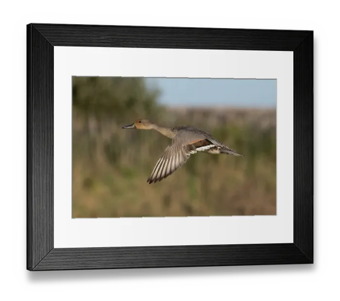 Framed Print : Northern pintail (Anas acuta) eclipse drake, in flight, Norfolk, England, UK. September Framed Print : Northern pintail (Anas acuta) eclipse drake, in flight, Norfolk, England, UK. September