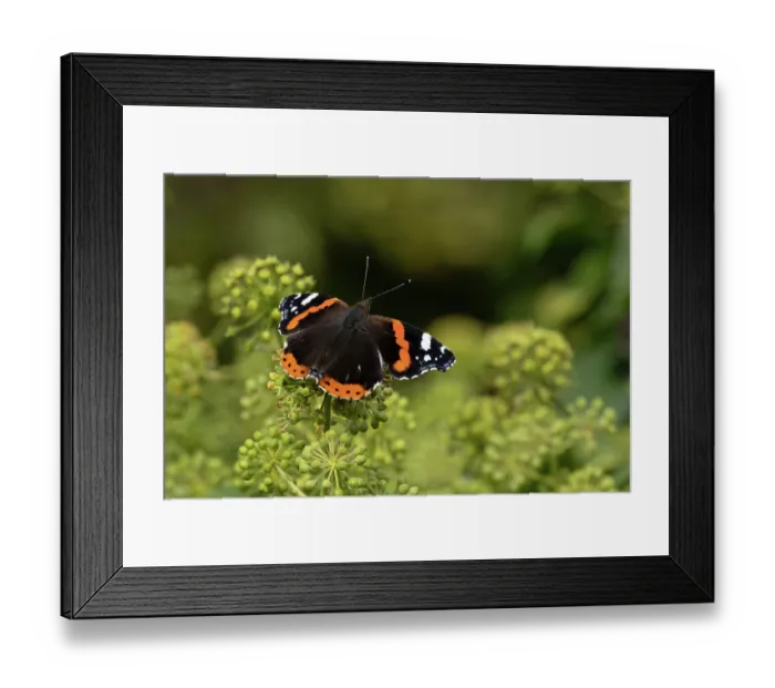 Framed Print : Red admiral (Vanessa atalanta) butterfly resting on flowers, Norfolk, England, UK. September. Focus stacked Framed Print : Red admiral (Vanessa atalanta) butterfly resting on flowers, Norfolk, England, UK. September. Focus stacked