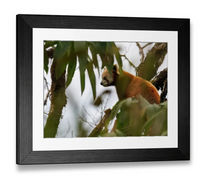 Framed Print : Red panda (Ailurus fulgens) sitting in tree, Singalila National Park, Nepal. Endangered Framed Print : Red panda (Ailurus fulgens) sitting in tree, Singalila National Park, Nepal. Endangered