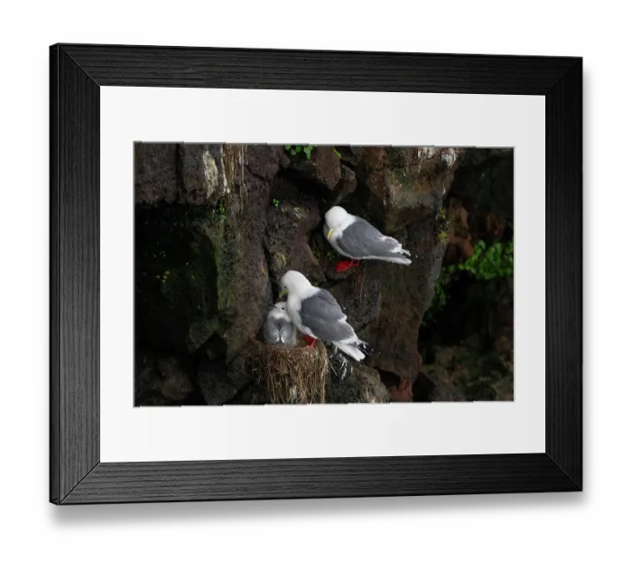 Framed Print : Red-legged kittiwakes (Rissa brevirostris) pair with chick at nest on narrow cliff ledge, St. Paul, Pribilof Islands, Alaska, USA. August Framed Print : Red-legged kittiwakes (Rissa brevirostris) pair with chick at nest on narrow cliff ledge, St. Paul, Pribilof Islands, Alaska, USA. August