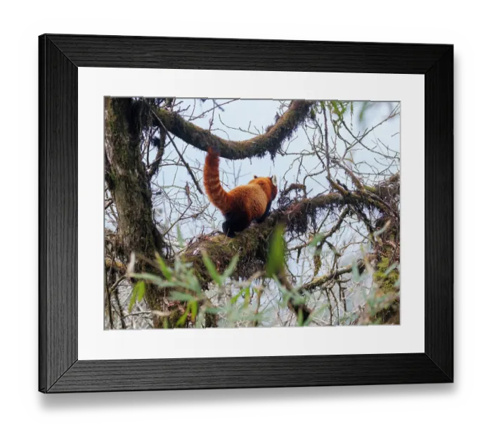Framed Print : Red panda (Ailurus fulgens) climbing along tree branch, Singalila National Park, Nepal. Endangered Framed Print : Red panda (Ailurus fulgens) climbing along tree branch, Singalila National Park, Nepal. Endangered