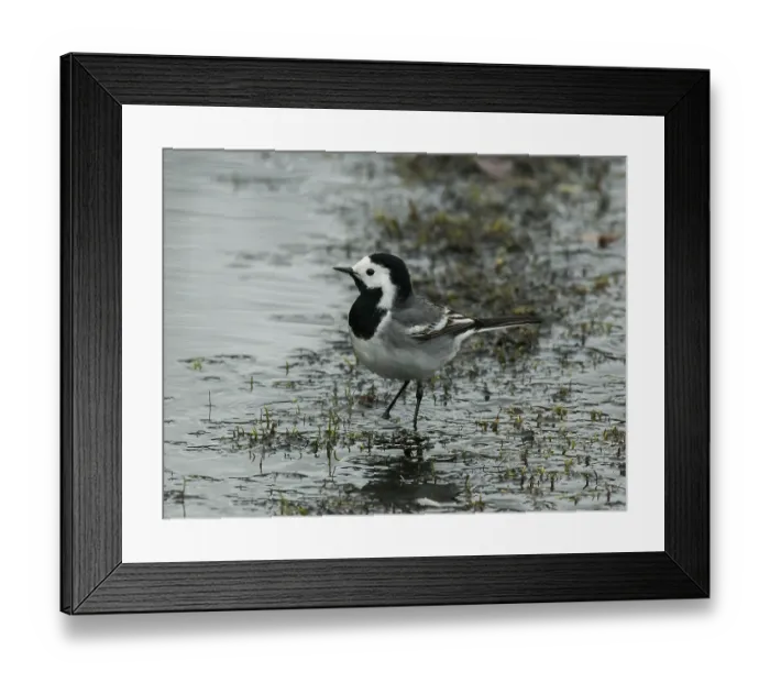Framed Print : White wagtail (Motacilla alba) feeding in stream, Karigasniemi, Finnish Lapland, Finland. May Framed Print : White wagtail (Motacilla alba) feeding in stream, Karigasniemi, Finnish Lapland, Finland. May