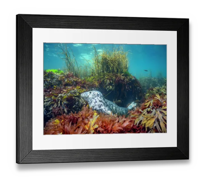 Framed Print : Grey seal (Halichoerus grypus) resting amongst seaweed on seabed, Lundy Island, Devon, Bristol Channel, UK Framed Print : Grey seal (Halichoerus grypus) resting amongst seaweed on seabed, Lundy Island, Devon, Bristol Channel, UK