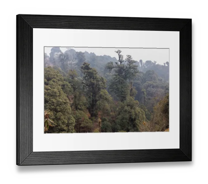 Framed Print : Oak (Quercus sp.) forest in the sub-alpine zone, habitat of Red panda (Ailurus fulgens), Singalila National Park, Nepal Framed Print : Oak (Quercus sp.) forest in the sub-alpine zone, habitat of Red panda (Ailurus fulgens), Singalila National Park, Nepal