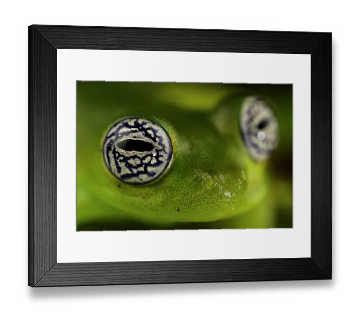 Framed Print : Close-up of Ghost glass frog's (Sachatamia ilex) eyes, Centro Manu, Costa Rica Framed Print : Close-up of Ghost glass frog's (Sachatamia ilex) eyes, Centro Manu, Costa Rica
