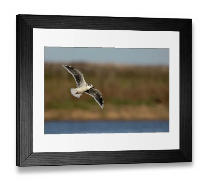 Framed Print : Little gull (Larus minutus) winter plumage, in flight, Norfolk, England, UK. October Framed Print : Little gull (Larus minutus) winter plumage, in flight, Norfolk, England, UK. October