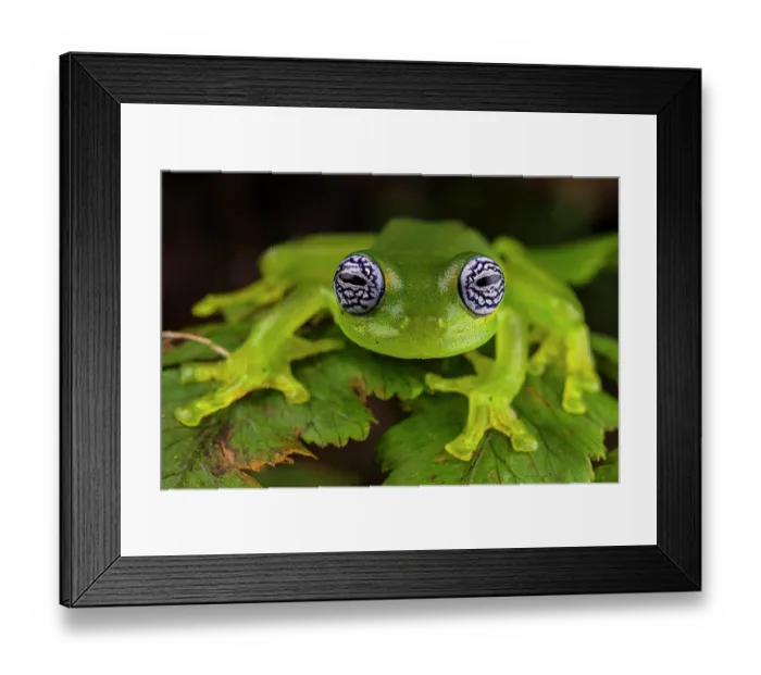 Framed Print : Ghost glass frog (Sachatamia ilex) sitting on leaf and looking forward, Centro Manu, Costa Rica Framed Print : Ghost glass frog (Sachatamia ilex) sitting on leaf and looking forward, Centro Manu, Costa Rica