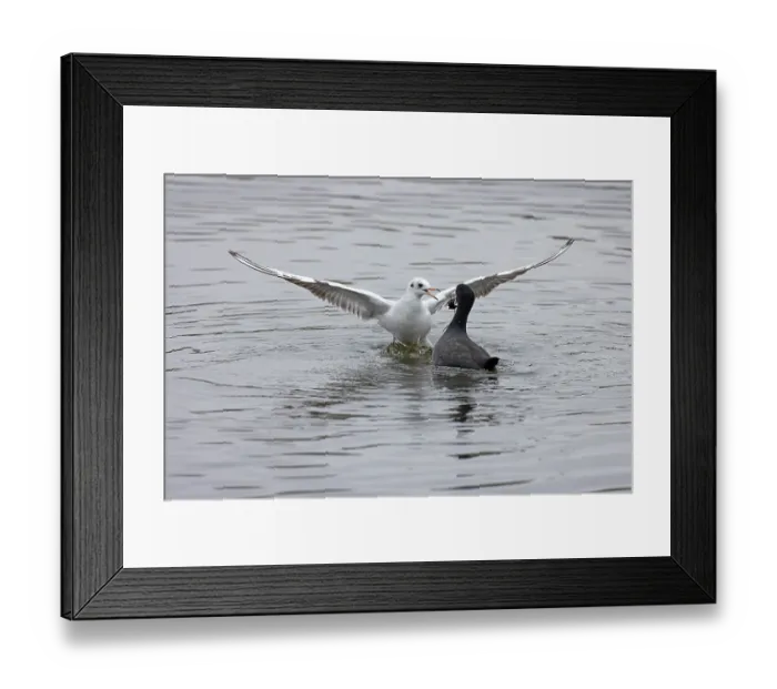 Framed Print : Black-headed gull (Chroicocephalus ridibundus) stealing food from a Coot (Fulica atra), Norwich, Norfolk, England, UK. October.(kleptoparasitsm) Framed Print : Black-headed gull (Chroicocephalus ridibundus) stealing food from a Coot (Fulica atra), Norwich, Norfolk, England, UK. October.(kleptoparasitsm)