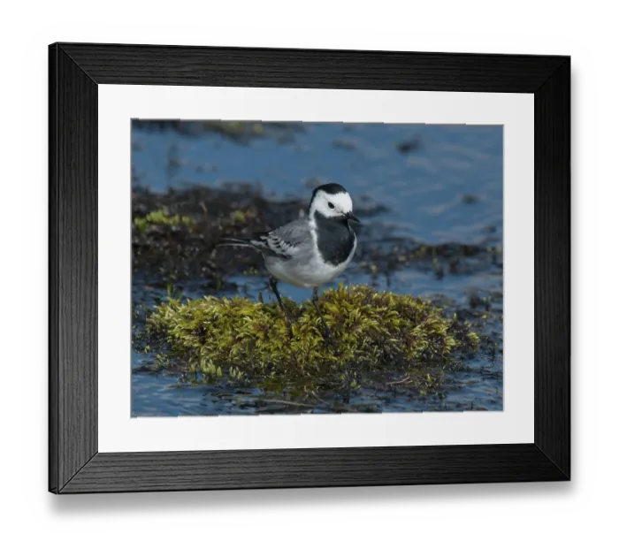 Framed Print : White wagtail (Motacilla alba) standing on vegetation in stream, Karigasniemi, Finnish Lapland, Finland. May Framed Print : White wagtail (Motacilla alba) standing on vegetation in stream, Karigasniemi, Finnish Lapland, Finland. May