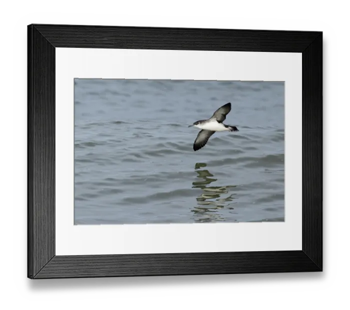 Framed Print : Manx shearwater (Puffinus puffinus) in flight over water, Norfolk, England, UK. October Framed Print : Manx shearwater (Puffinus puffinus) in flight over water, Norfolk, England, UK. October