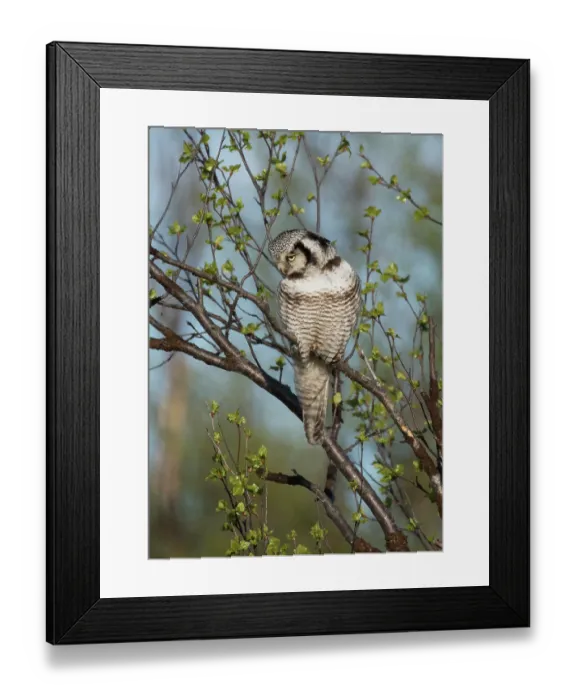 Framed Print : Northern hawk owl (Surnia ulula) looking for prey perched in tree, Kaamanen, Finnish Lapland, Finland. May Framed Print : Northern hawk owl (Surnia ulula) looking for prey perched in tree, Kaamanen, Finnish Lapland, Finland. May
