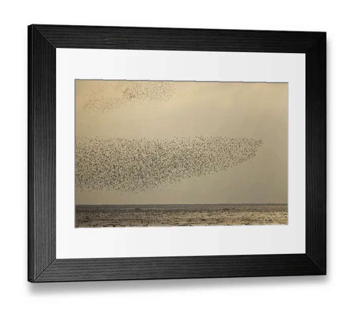 Framed Print : Knots (Calidris canutus) flock murmuration over water in evening light, Snettisham RSPB, The Wash, Norfolk, England, UK. September
