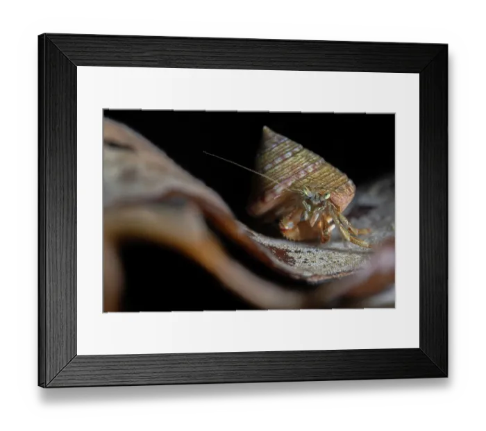 Framed Print : Common hermit crab (Pagurus bernhardus) in Painted topshell, resting on Golden kelp (Laminaria ochroleuca) frond, encrusted with Lacy crust bryozoans (Membranipora membranacea) Framed Print : Common hermit crab (Pagurus bernhardus) in Painted topshell, resting on Golden kelp (Laminaria ochroleuca) frond, encrusted with Lacy crust bryozoans (Membranipora membranacea)