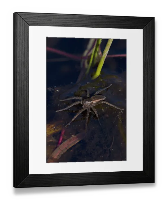 Framed Print : Pirate wolf spider (Pirata piraticus) resting on water surface, Norfolk, England, UK. July. Focus stacked Framed Print : Pirate wolf spider (Pirata piraticus) resting on water surface, Norfolk, England, UK. July. Focus stacked