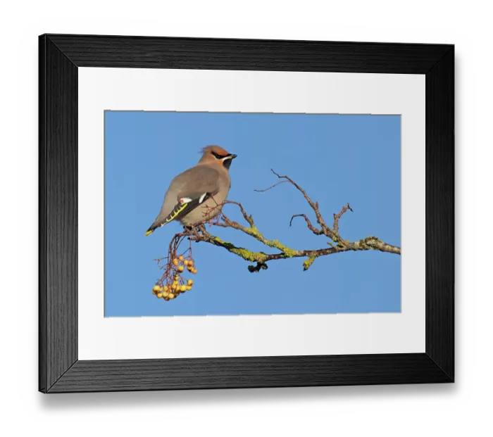 Framed Print : RF - Waxwing (Bombycilla garrulus) perched on lichen-covered branch with yellow berries, Norfolk, England, UK. November Framed Print : RF - Waxwing (Bombycilla garrulus) perched on lichen-covered branch with yellow berries, Norfolk, England, UK. November
