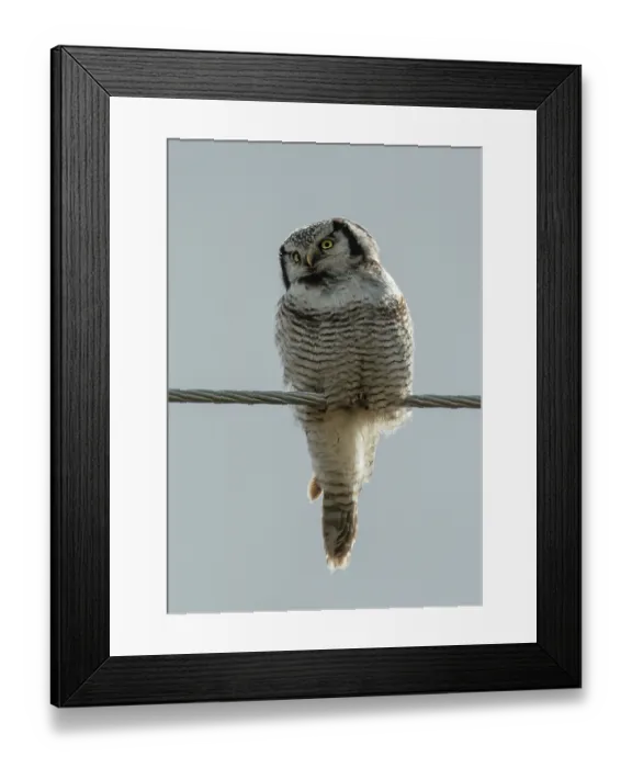 Framed Print : Northern hawk owl (Surnia ulula) perched on power line, Kaamanen, Finnish Lapland, Finland. May Framed Print : Northern hawk owl (Surnia ulula) perched on power line, Kaamanen, Finnish Lapland, Finland. May