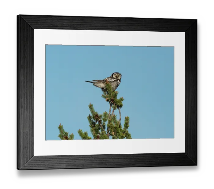 Framed Print : Northern hawk owl (Surnia ulula) perched at top of a small Scots pine (Pinus sylvestris) tree looking out for prey, Kaamanen, Finnish Lapland, Finland. May Framed Print : Northern hawk owl (Surnia ulula) perched at top of a small Scots pine (Pinus sylvestris) tree looking out for prey, Kaamanen, Finnish Lapland, Finland. May