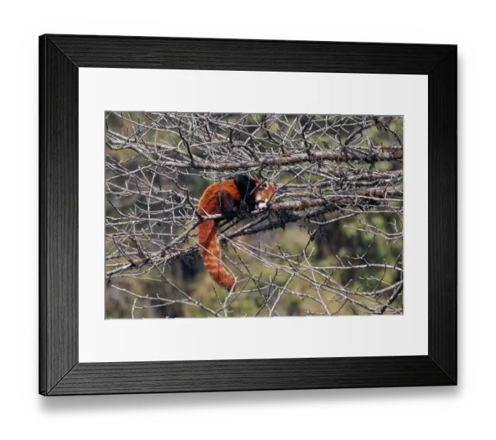 Framed Print : Red panda (Ailurus fulgens) resting in tree, yawning, Singalila National Park, Nepal. Endangered Framed Print : Red panda (Ailurus fulgens) resting in tree, yawning, Singalila National Park, Nepal. Endangered