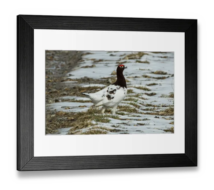 Framed Print : Willow grouse (Lagopus lagopus) male in winter plumage, walking across a snowy forest track, Pokka, Lapland, Finland. May Framed Print : Willow grouse (Lagopus lagopus) male in winter plumage, walking across a snowy forest track, Pokka, Lapland, Finland. May