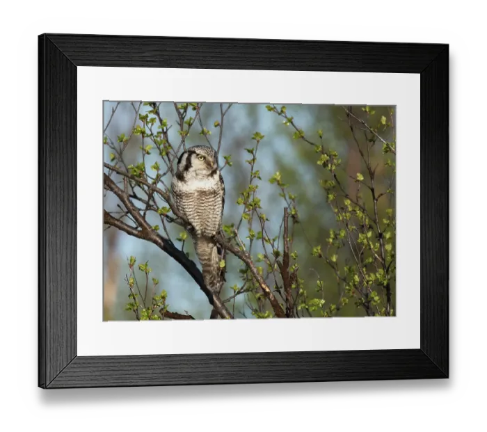 Framed Print : Northern hawk owl (Surnia ulula) perched in tree looking for prey, Kaamanen, Finnish Lapland, Finland. May Framed Print : Northern hawk owl (Surnia ulula) perched in tree looking for prey, Kaamanen, Finnish Lapland, Finland. May