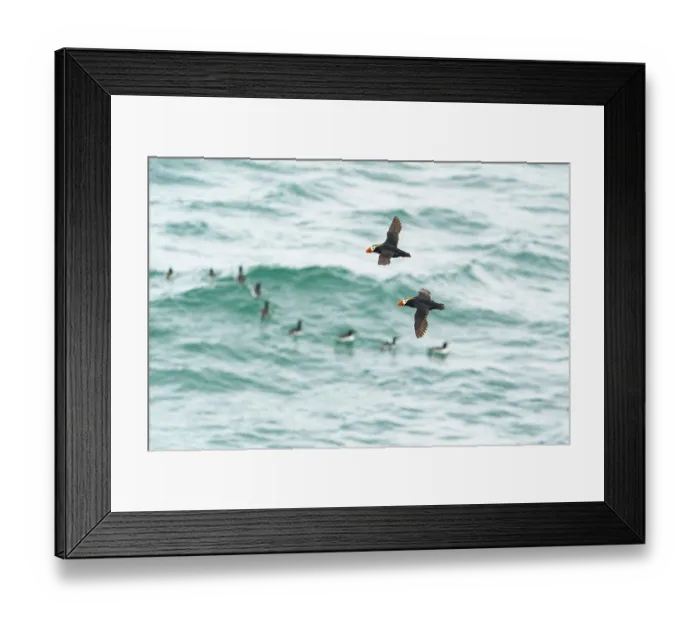 Framed Print : Two Tufted puffins (Fratercula cirrhata) in flight over water with flock of Common murres (Uria aalge) swimming in the background, Pribilof Islands, Alaska, USA. August Framed Print : Two Tufted puffins (Fratercula cirrhata) in flight over water with flock of Common murres (Uria aalge) swimming in the background, Pribilof Islands, Alaska, USA. August