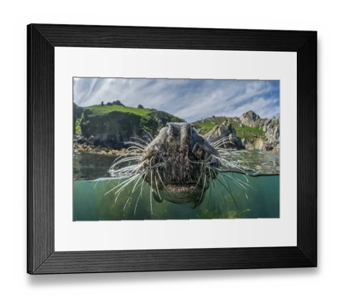 Framed Print : Split level view of Grey seal (Halichoerus grypus) female, at surface showing nostrils and whiskers, with island behind, Lundy Island, Bristol Channel, Devon, UK. July Framed Print : Split level view of Grey seal (Halichoerus grypus) female, at surface showing nostrils and whiskers, with island behind, Lundy Island, Bristol Channel, Devon, UK. July