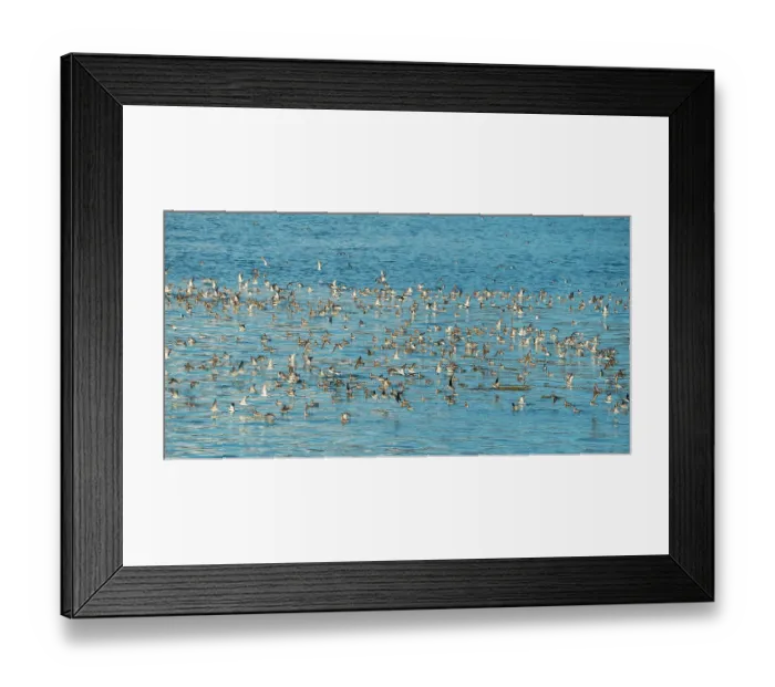 Framed Print : Red-necked phalaropes (Phalaropus lobatus) large flock on water during spring migration, Inian Islands, Alaska, USA. May Framed Print : Red-necked phalaropes (Phalaropus lobatus) large flock on water during spring migration, Inian Islands, Alaska, USA. May