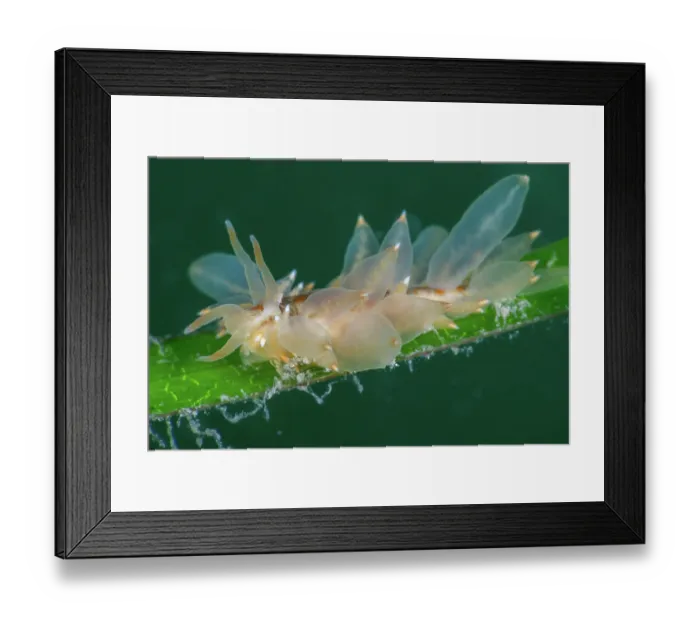 Framed Print : Nudibranch (Amphorina farrani) feeding on a frond of Common eelgrass (Zostera marina), Helford River, Cornwall, UK Framed Print : Nudibranch (Amphorina farrani) feeding on a frond of Common eelgrass (Zostera marina), Helford River, Cornwall, UK