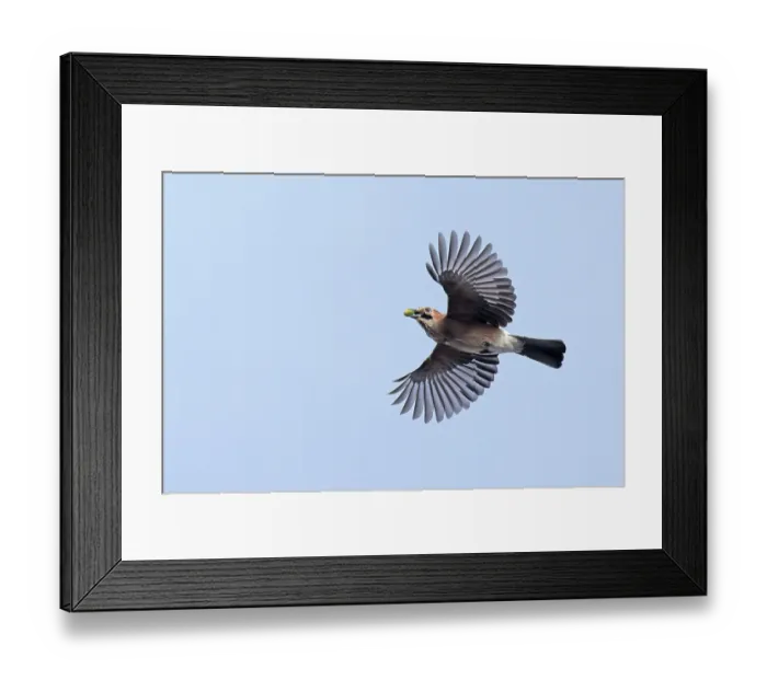 Framed Print : Eurasian jay (Garrulus glandarius) in flight, carrying acorn in its beak, Norfolk, England, UK. October Framed Print : Eurasian jay (Garrulus glandarius) in flight, carrying acorn in its beak, Norfolk, England, UK. October