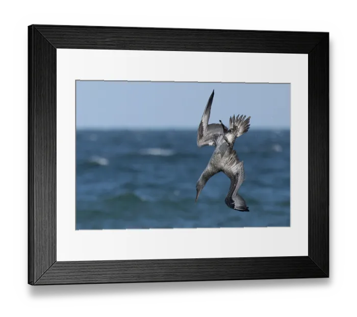 Framed Print : Northern gannet (Morus bassanus) juvenile, diving for fish, Norfolk, England, UK. October Framed Print : Northern gannet (Morus bassanus) juvenile, diving for fish, Norfolk, England, UK. October