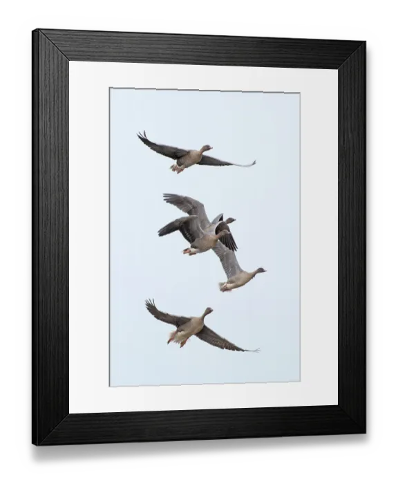 Framed Print : Five Pink-footed geese (Anser brachyrhynchus) in flight, Norfolk, England, UK. October Framed Print : Five Pink-footed geese (Anser brachyrhynchus) in flight, Norfolk, England, UK. October