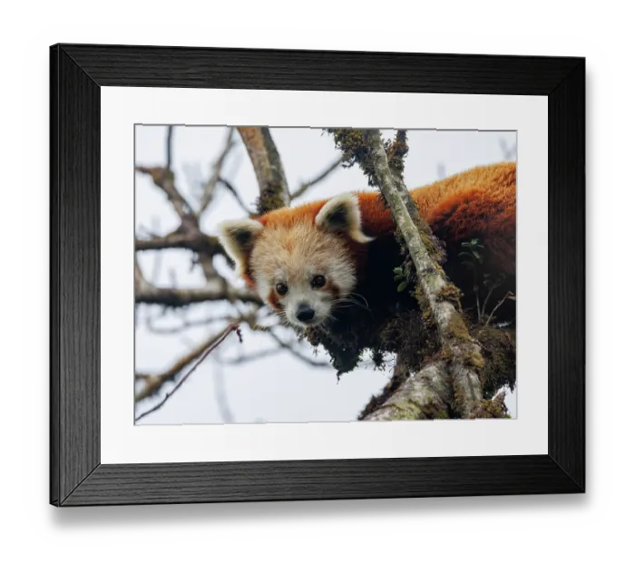 Framed Print : Red panda (Ailurus fulgens) sitting in tree, looking down, Singalila National Park, Nepal. Endangered
