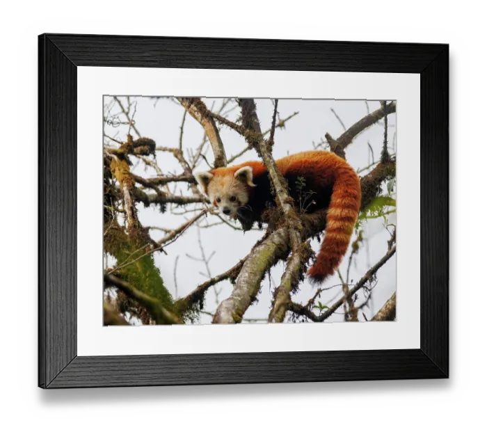 Framed Print : Red panda (Ailurus fulgens) sitting in tree, looking down, Singalila National Park, Nepal. Endangered Framed Print : Red panda (Ailurus fulgens) sitting in tree, looking down, Singalila National Park, Nepal. Endangered