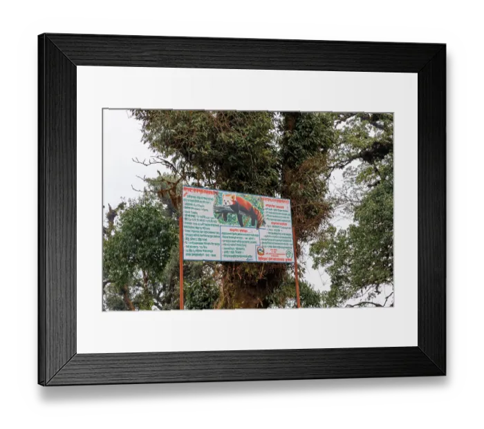 Framed Print : Information sign about Red panda (Ailurus fulgens) habitat in mossy Oak (Quercus sp.) forest in the sub-alpine zone, Singalila National Park, Nepal. March, 2023 Framed Print : Information sign about Red panda (Ailurus fulgens) habitat in mossy Oak (Quercus sp.) forest in the sub-alpine zone, Singalila National Park, Nepal. March, 2023