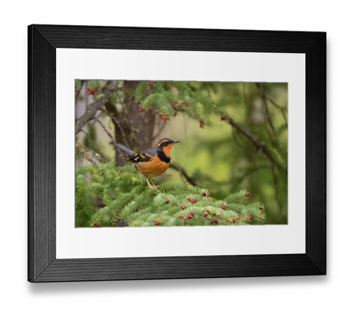 Framed Print : Varied thrush (Ixoreus naevius) male, perched on Spruce (Picea sp.) branch with pink cone buds, Eagle River, Alaska, USA. May Framed Print : Varied thrush (Ixoreus naevius) male, perched on Spruce (Picea sp.) branch with pink cone buds, Eagle River, Alaska, USA. May
