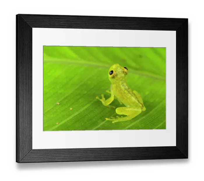 Framed Print : Glass frog (Hyalinobatrachium sp.) juvenile, sitting on leaf and looking up, Panama Framed Print : Glass frog (Hyalinobatrachium sp.) juvenile, sitting on leaf and looking up, Panama