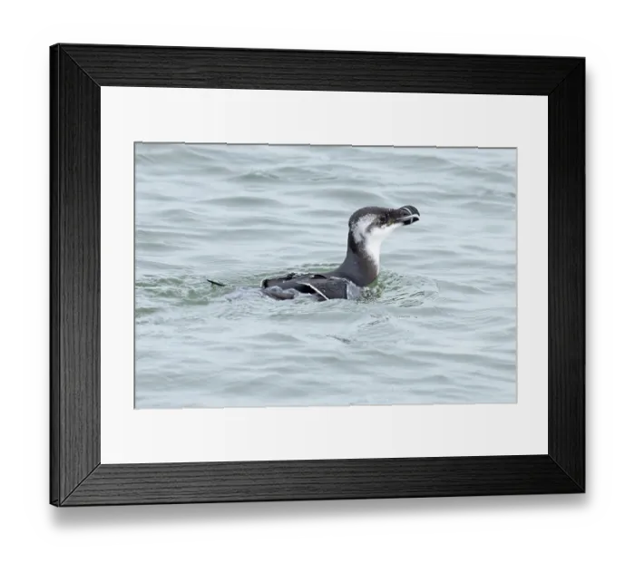 Framed Print : Razorbill (Alca torda) winter plummage, on water, Norfolk, England, UK. October Framed Print : Razorbill (Alca torda) winter plummage, on water, Norfolk, England, UK. October
