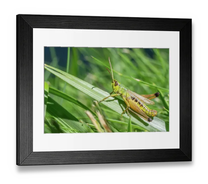 Framed Print : Large marsh grasshopper (Stethophyma grossum) resting on blade of grass, Italian Dolomites, Italy. August Framed Print : Large marsh grasshopper (Stethophyma grossum) resting on blade of grass, Italian Dolomites, Italy. August