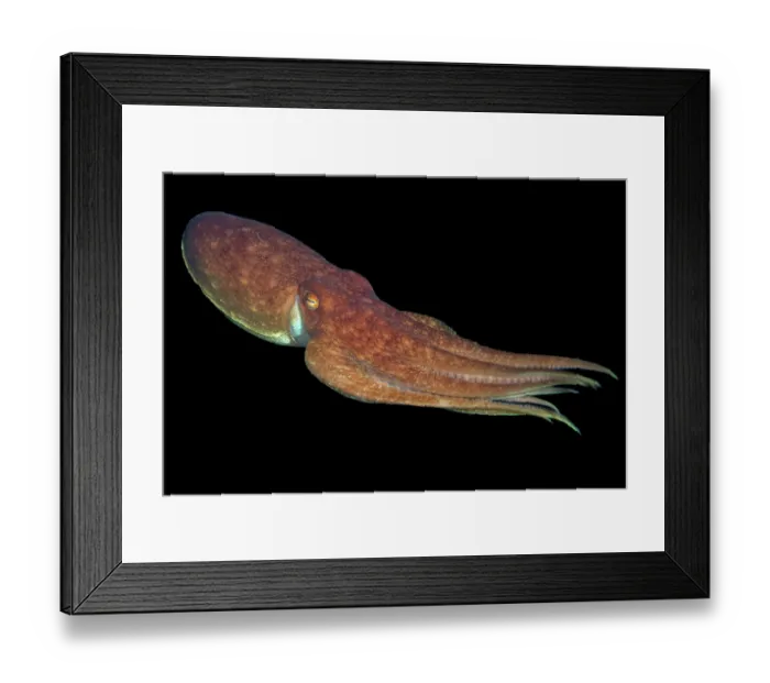 Framed Print : Curled octopus (Eledone cirrhosa) swimming at night in open water, Lizard Peninsula, Cornwall, UK, Atlantic Ocean Framed Print : Curled octopus (Eledone cirrhosa) swimming at night in open water, Lizard Peninsula, Cornwall, UK, Atlantic Ocean