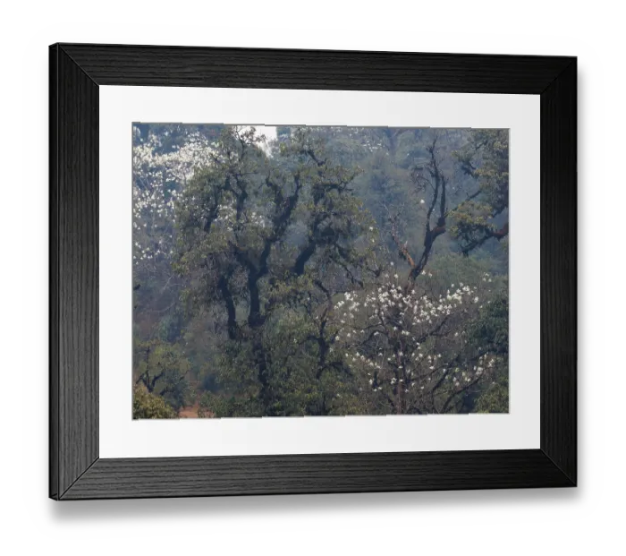 Framed Print : Oak (Quercus sp.) forest in the sub-alpine zone, with Magnolia (Magnolia sp.) in flower, habitat of Red panda (Ailurus fulgens), Singalila National Park, Nepal Framed Print : Oak (Quercus sp.) forest in the sub-alpine zone, with Magnolia (Magnolia sp.) in flower, habitat of Red panda (Ailurus fulgens), Singalila National Park, Nepal