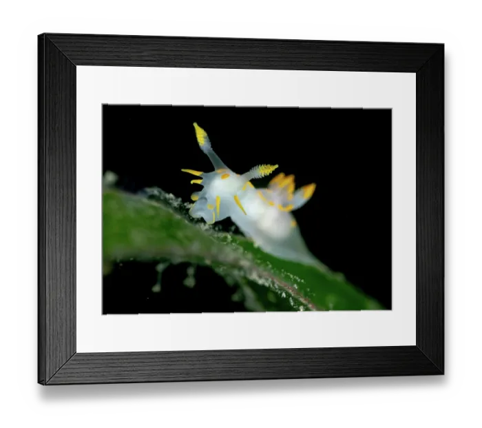 Framed Print : Four-striped polycera (Polycera quadrilineata) feeding on frond of Common eelgrass (Zostera marina) and pollen particles, Helford River, Cornwall, UK Framed Print : Four-striped polycera (Polycera quadrilineata) feeding on frond of Common eelgrass (Zostera marina) and pollen particles, Helford River, Cornwall, UK