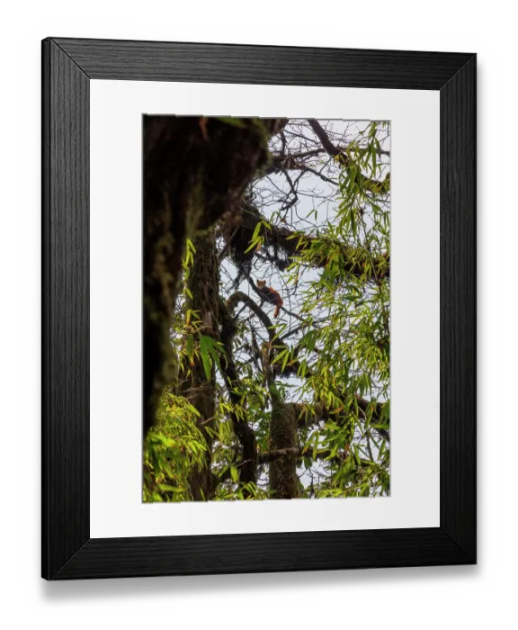 Framed Print : Red panda (Ailurus fulgens) resting in tree, Singalila National Park, Nepal. Endangered Framed Print : Red panda (Ailurus fulgens) resting in tree, Singalila National Park, Nepal. Endangered