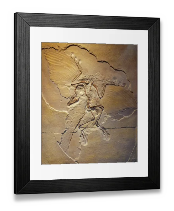 Framed Print : Urvogel, Berlin Archaeopteryx specimen (Archaeopteryx siemensii), replica of transitional fossil of bird-like dinosaur, Late Jurassic period. May, 2023 Framed Print : Urvogel, Berlin Archaeopteryx specimen (Archaeopteryx siemensii), replica of transitional fossil of bird-like dinosaur, Late Jurassic period. May, 2023