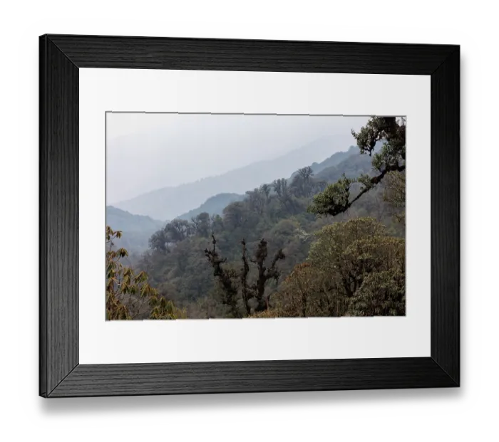 Framed Print : Oak (Quercus sp.) forest in the sub-alpine zone, habitat of Red panda (Ailurus fulgens), Singalila National Park, Nepal Framed Print : Oak (Quercus sp.) forest in the sub-alpine zone, habitat of Red panda (Ailurus fulgens), Singalila National Park, Nepal