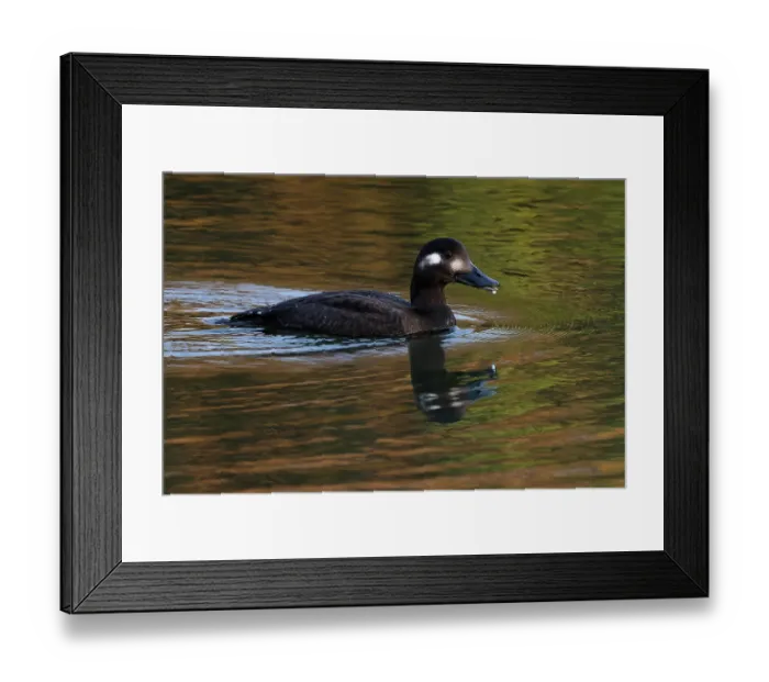 Framed Print : RF - Velvet scoter (Melanitta fusca) juvenile, on water, Oulton Broad, Suffolk, England, UK. November. (This image may be licensed either as rights managed or royalty free.) Framed Print : RF - Velvet scoter (Melanitta fusca) juvenile, on water, Oulton Broad, Suffolk, England, UK. November. (This image may be licensed either as rights managed or royalty free.)